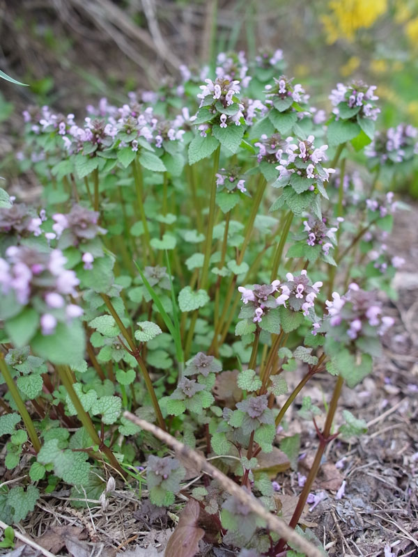 f:id:elmikamino:20110519174553j:image