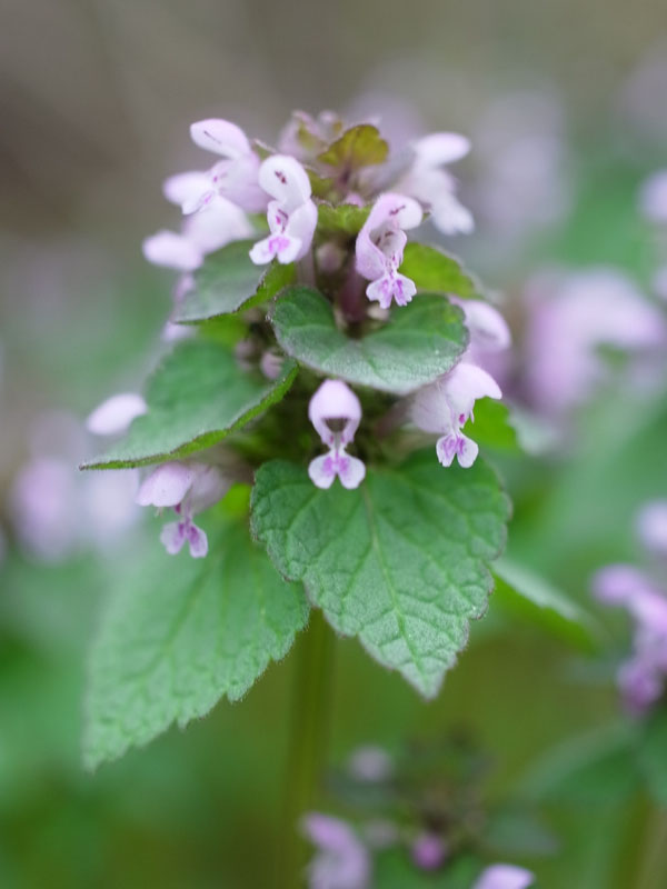 f:id:elmikamino:20110519174725j:image