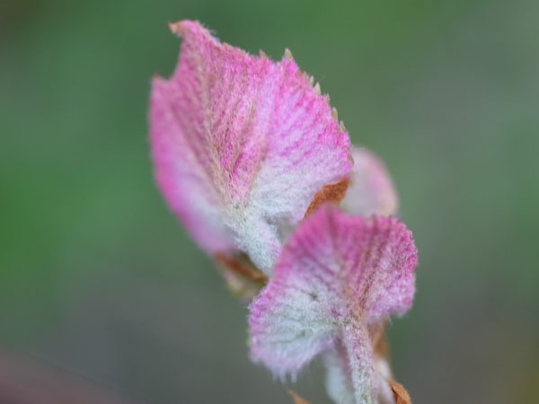 f:id:elmikamino:20110519174844j:image