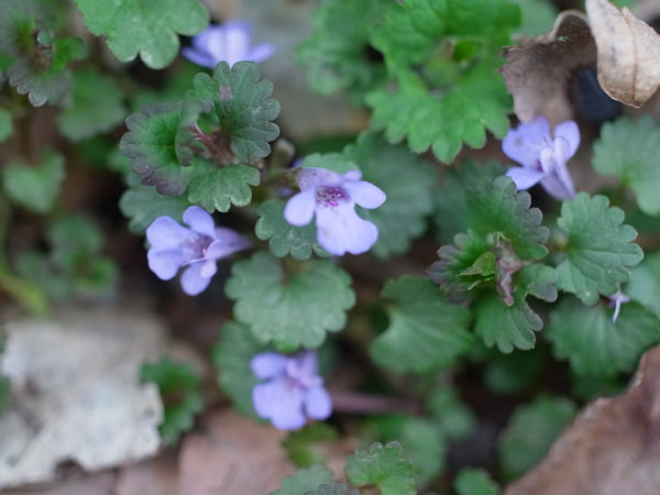 f:id:elmikamino:20110519174938j:image