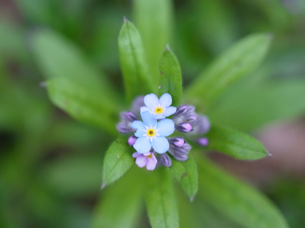 f:id:elmikamino:20110519174947j:image