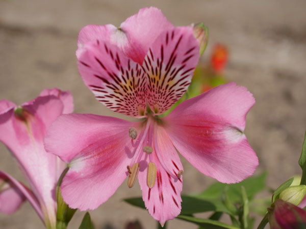 f:id:elmikamino:20110520123353j:image