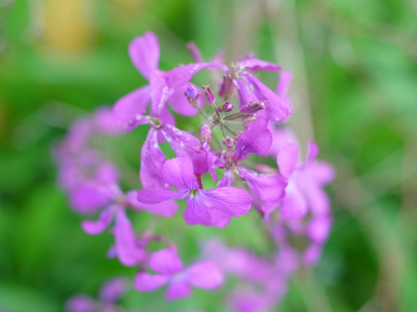 f:id:elmikamino:20110521102110j:image