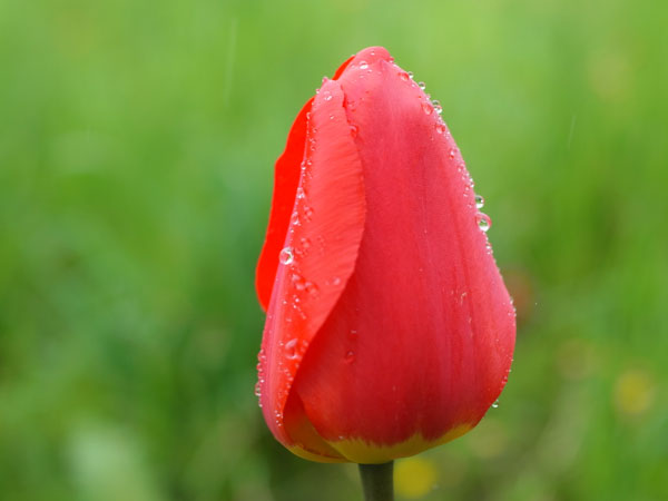 f:id:elmikamino:20110521102334j:image