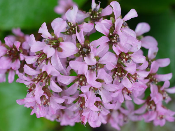 f:id:elmikamino:20110521102703j:image