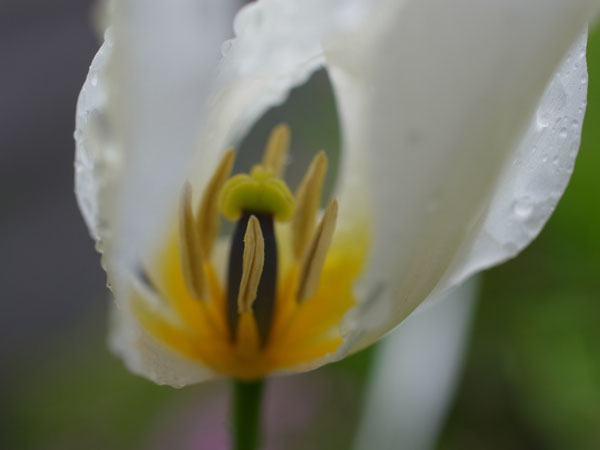 f:id:elmikamino:20110521102943j:image
