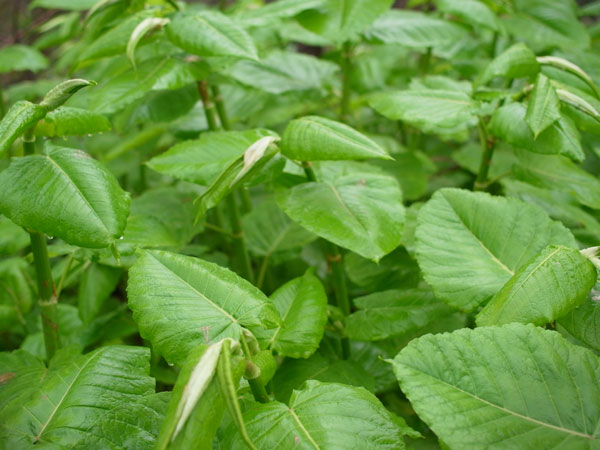 f:id:elmikamino:20110521103306j:image