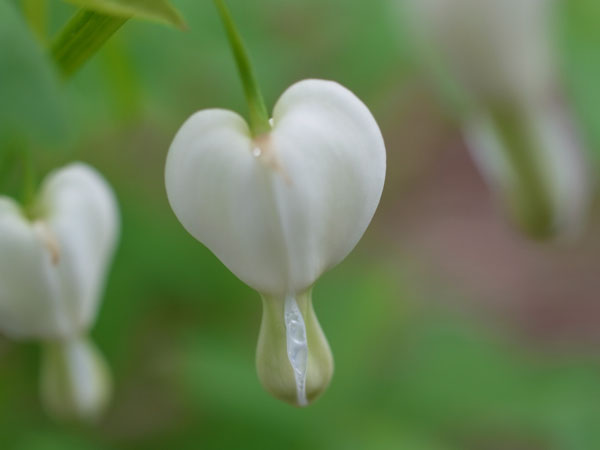 f:id:elmikamino:20110521103424j:image