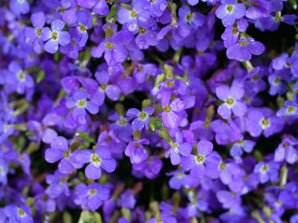 f:id:elmikamino:20110521103530j:image