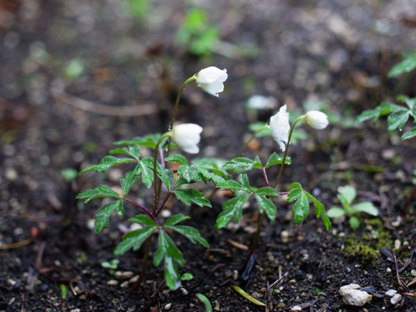 f:id:elmikamino:20110521103625j:image