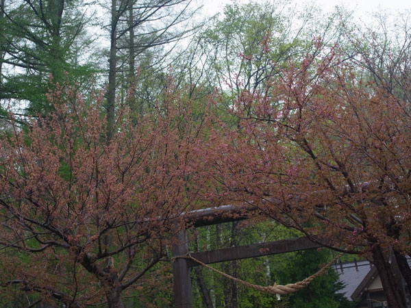 f:id:elmikamino:20110521103805j:image
