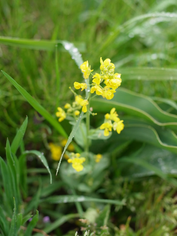 f:id:elmikamino:20110521104522j:image