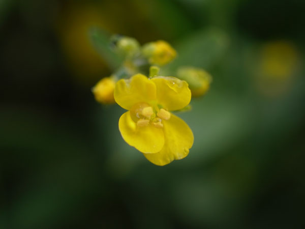 f:id:elmikamino:20110521104558j:image