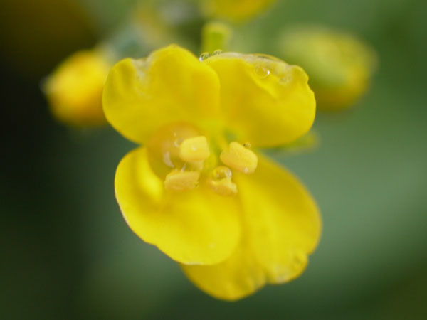 f:id:elmikamino:20110521104610j:image