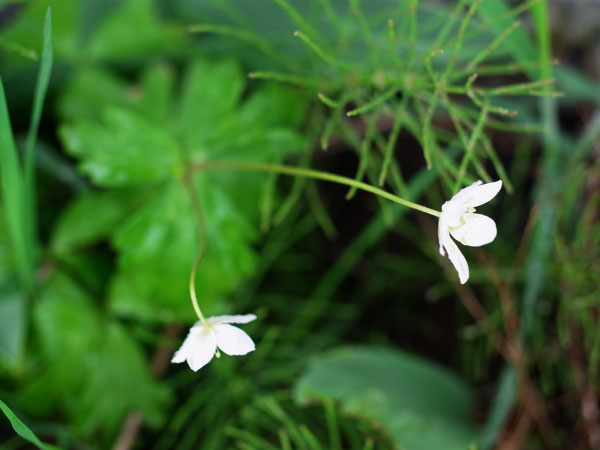 f:id:elmikamino:20110521104647j:image
