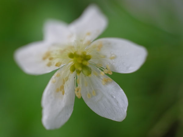 f:id:elmikamino:20110521104728j:image
