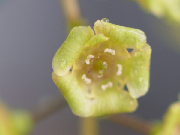 f:id:elmikamino:20110521105038j:image