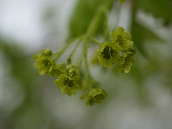 f:id:elmikamino:20110521105454j:image