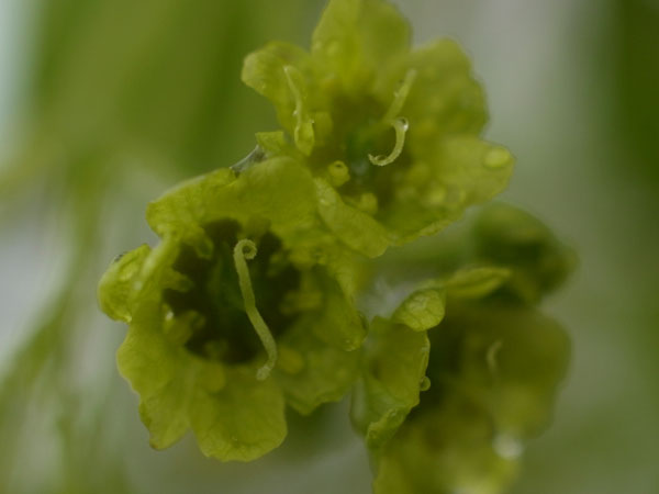 f:id:elmikamino:20110521105520j:image