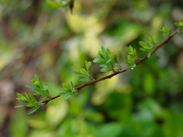 f:id:elmikamino:20110521110030j:image