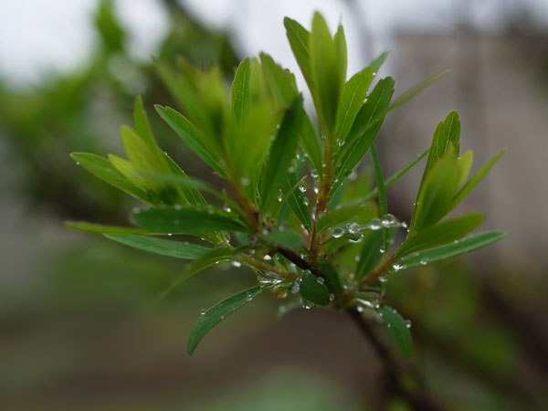 f:id:elmikamino:20110521110048j:image