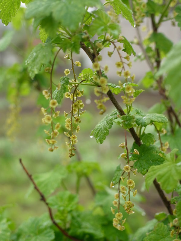 f:id:elmikamino:20110521110132j:image