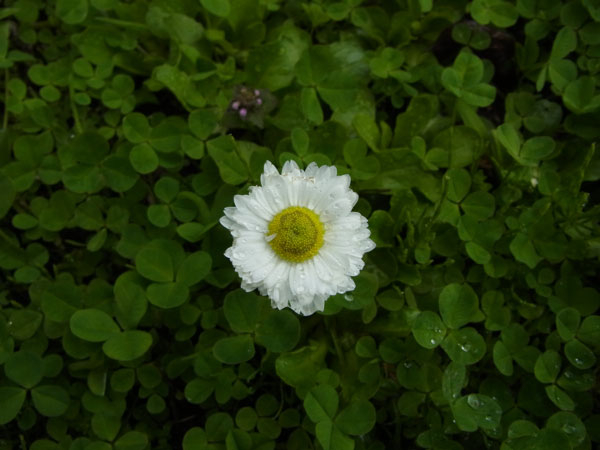 f:id:elmikamino:20110521111248j:image