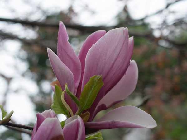 f:id:elmikamino:20110521143342j:image