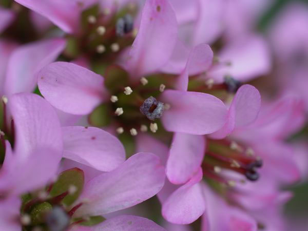 f:id:elmikamino:20110522093930j:image f:id:elmikamino:20110522093930j:image