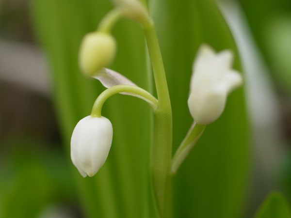 f:id:elmikamino:20110522094151j:image f:id:elmikamino:20110522094151j:image