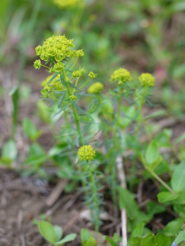 f:id:elmikamino:20110522095218j:image f:id:elmikamino:20110522095218j:image