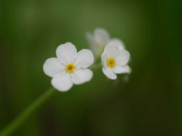 f:id:elmikamino:20110522095611j:image f:id:elmikamino:20110522095611j:image