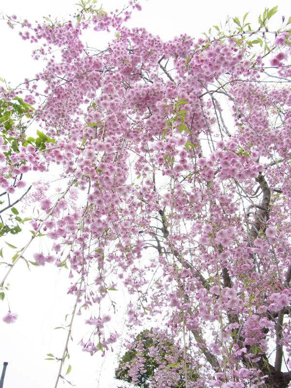 f:id:elmikamino:20110522100014j:image f:id:elmikamino:20110522100014j:image