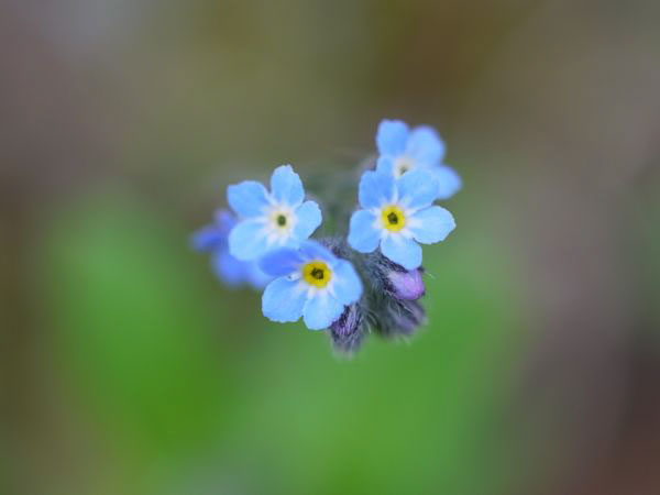 f:id:elmikamino:20110522102111j:image f:id:elmikamino:20110522102111j:image