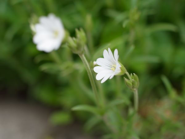 f:id:elmikamino:20110522102544j:image f:id:elmikamino:20110522102544j:image