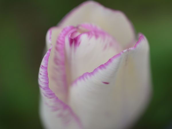 f:id:elmikamino:20110522102830j:image f:id:elmikamino:20110522102830j:image