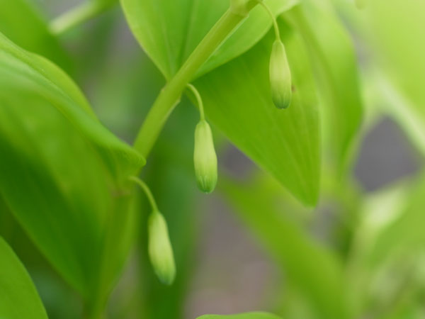 f:id:elmikamino:20110524094106j:image