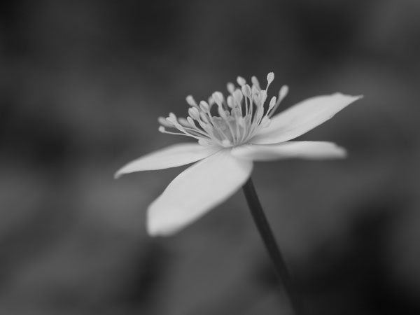 f:id:elmikamino:20110524095339j:image