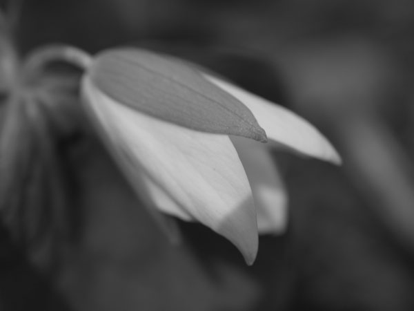 f:id:elmikamino:20110524095411j:image