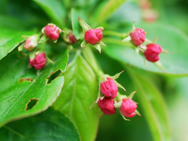 f:id:elmikamino:20110524100019j:image