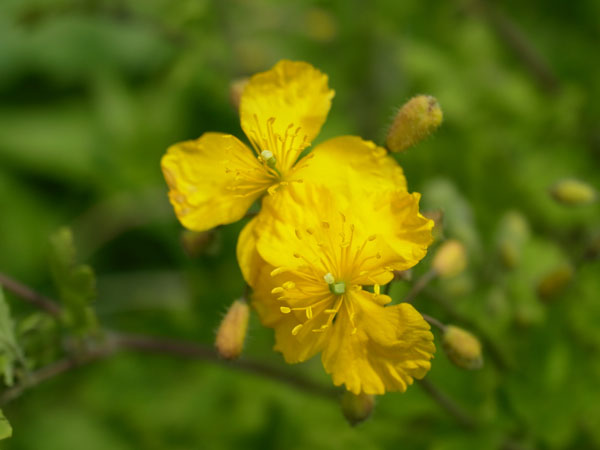 f:id:elmikamino:20110524100643j:image