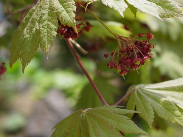 f:id:elmikamino:20110524101009j:image