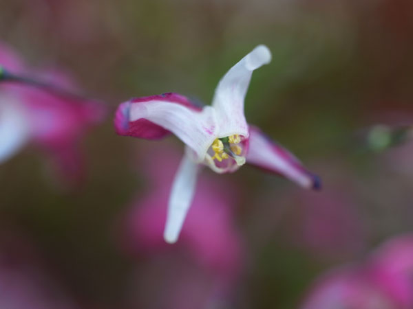 f:id:elmikamino:20110524101257j:image