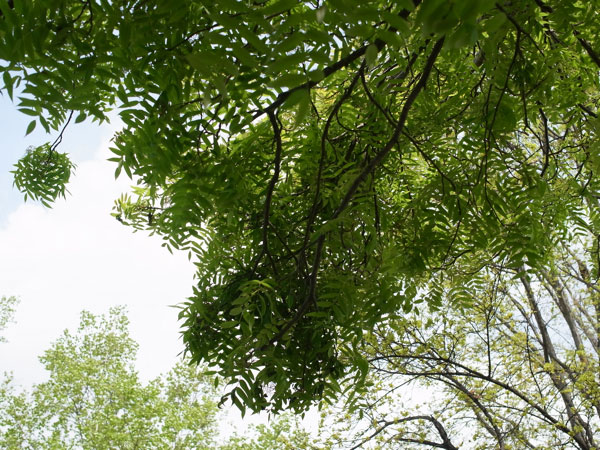 f:id:elmikamino:20110524101845j:image