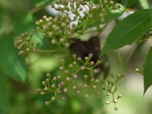 f:id:elmikamino:20110524102254j:image