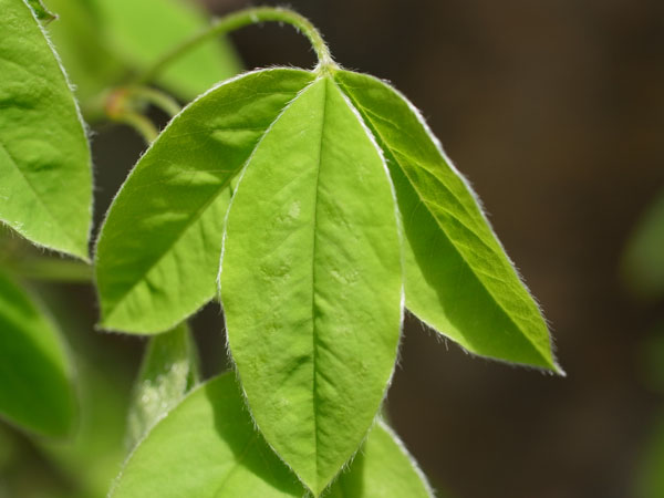 f:id:elmikamino:20110524102409j:image