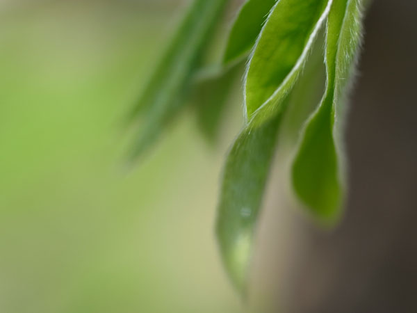 f:id:elmikamino:20110524102428j:image