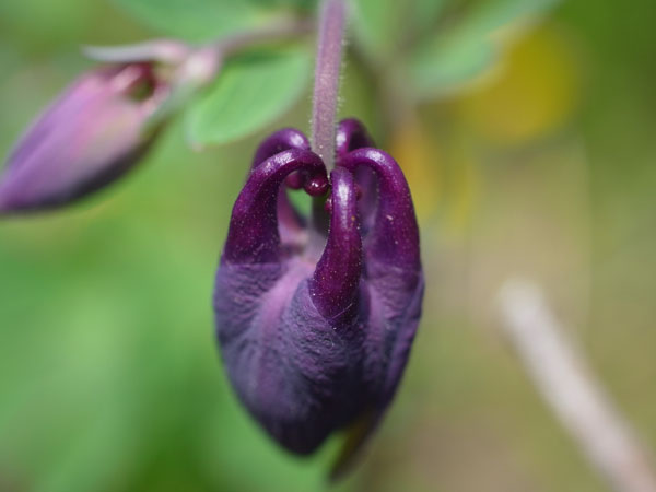 f:id:elmikamino:20110524102700j:image