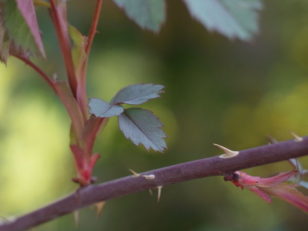 f:id:elmikamino:20110524103014j:image