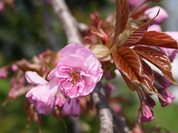 f:id:elmikamino:20110524103308j:image